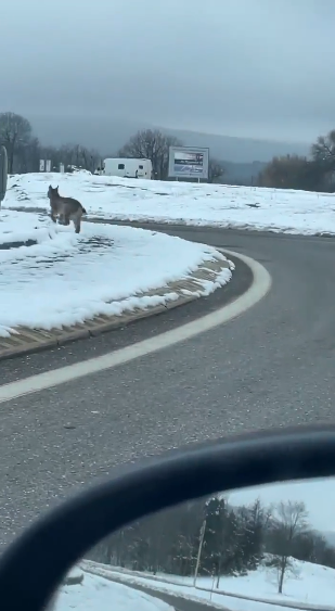 Lynx sur la route dans le Jura